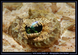 The details of the eye of a Crocodile fish.... by Michel Lonfat 